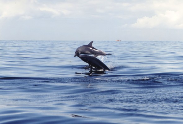 Dolphins-007_filtered
